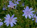 Common chicory